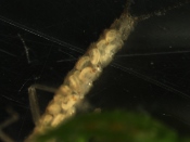 Nymph development inside eggs